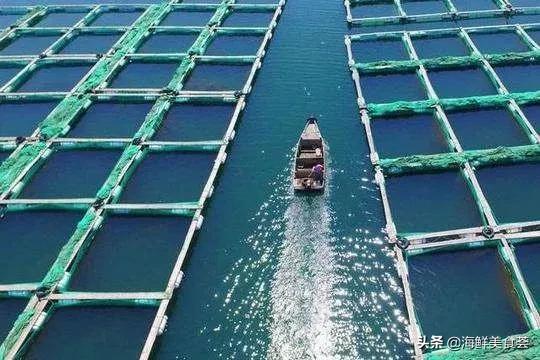 来到广东就得尝遍所有的海鲜美味,广东常见好吃的海鲜