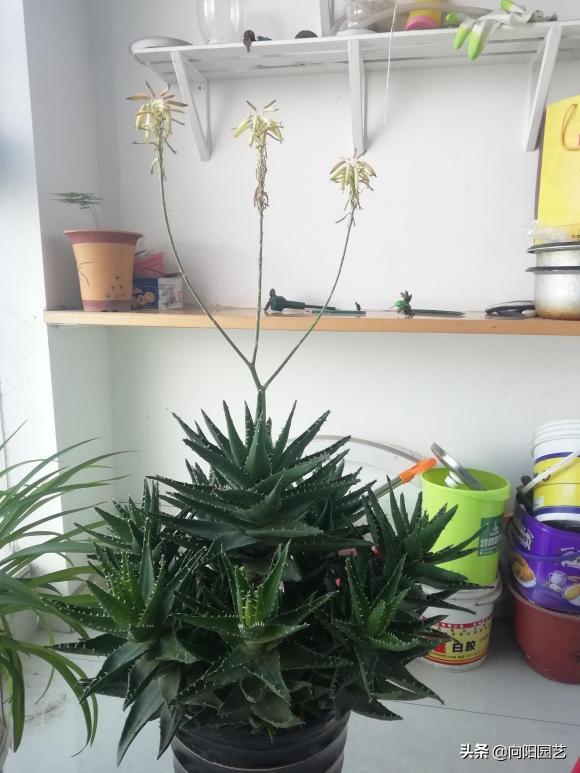 不起眼的芦荟，价值非常高，夏天止痒必备，有“它”不用怕蚊子