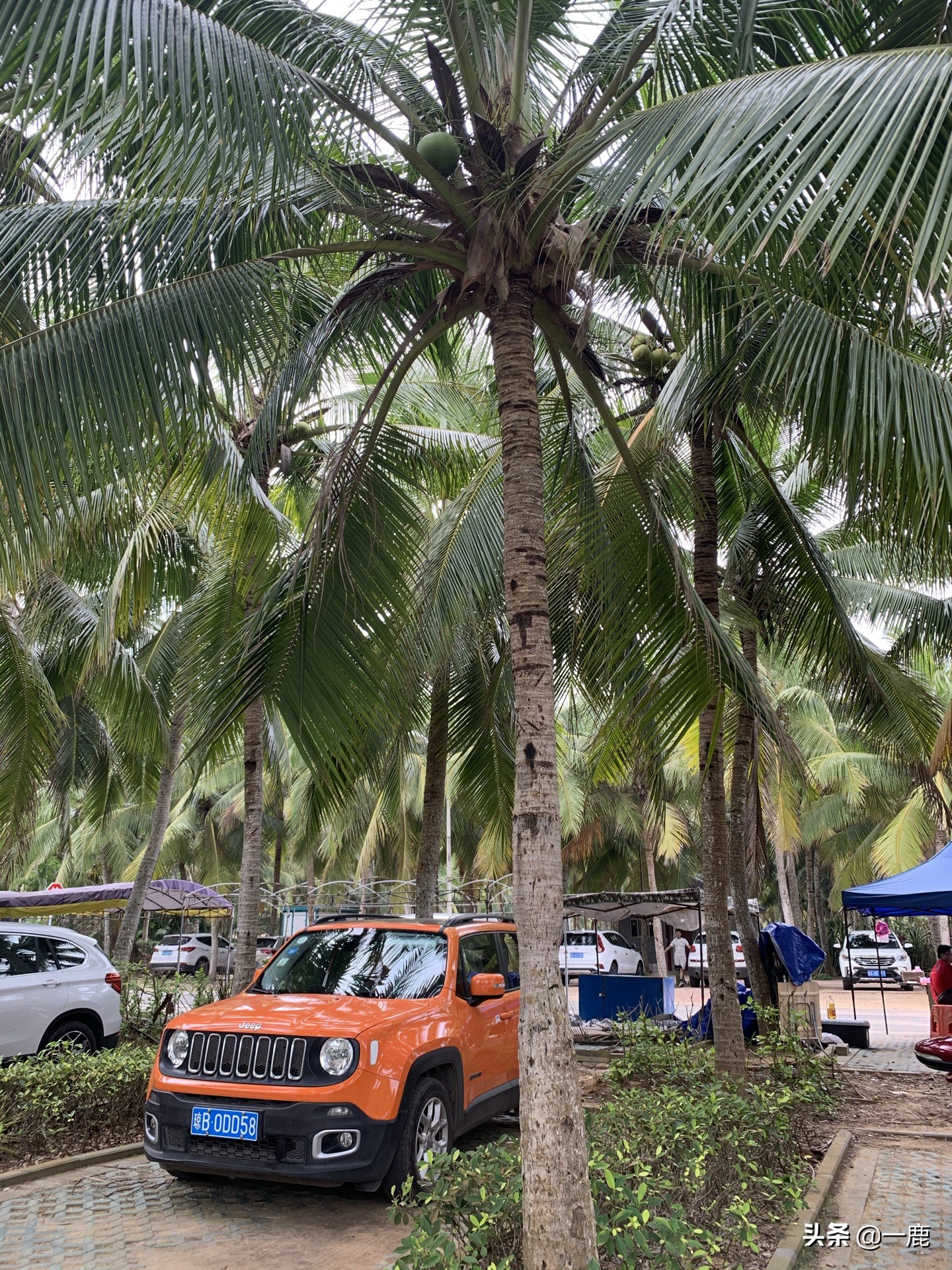 海南环岛骑行租车推荐路线,海口自驾三亚租车限里程吗
