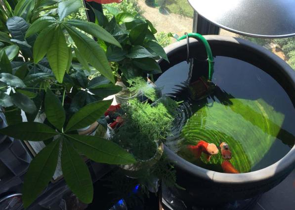 金鱼为什么养着养着就变了颜色,金鱼怎么养才能越来越红