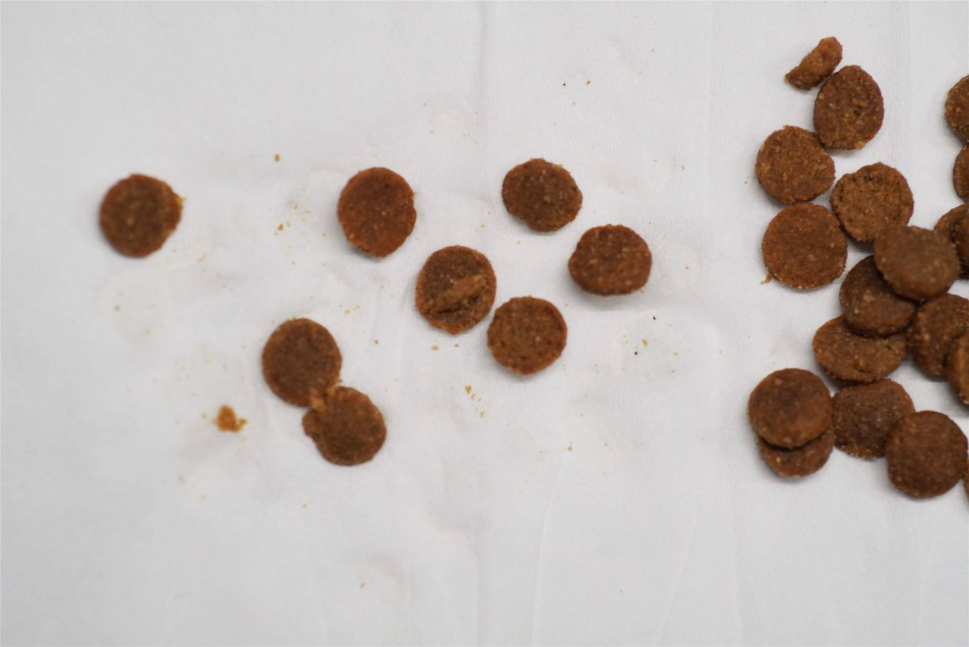 猫主子的猫砂怎么选,喵星人的食物有哪些