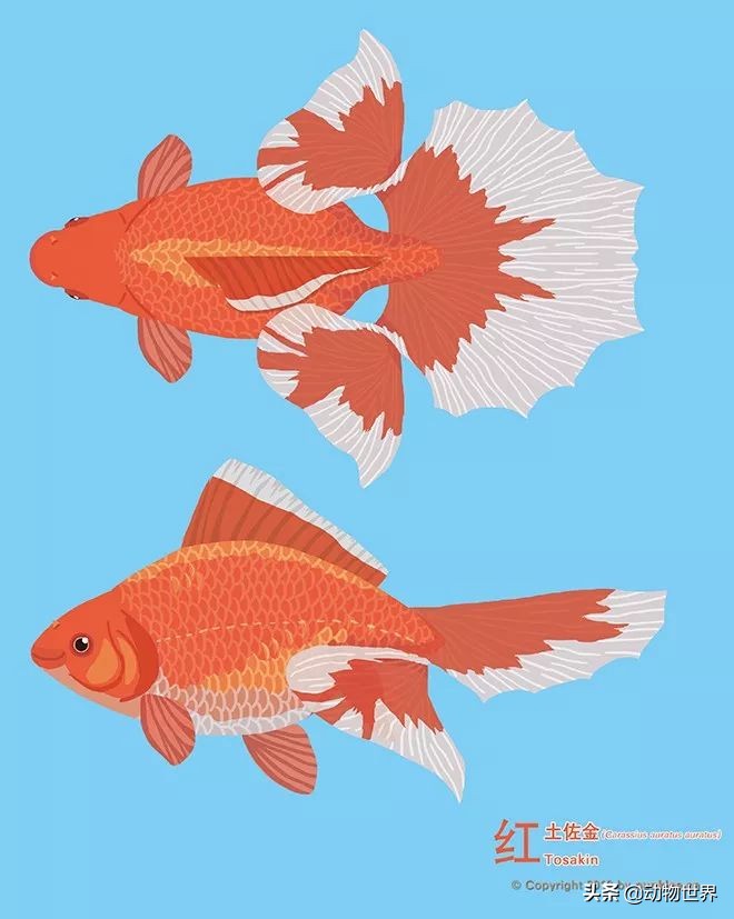 大金鱼品种及图片大全,体型较小的金鱼品种及图片