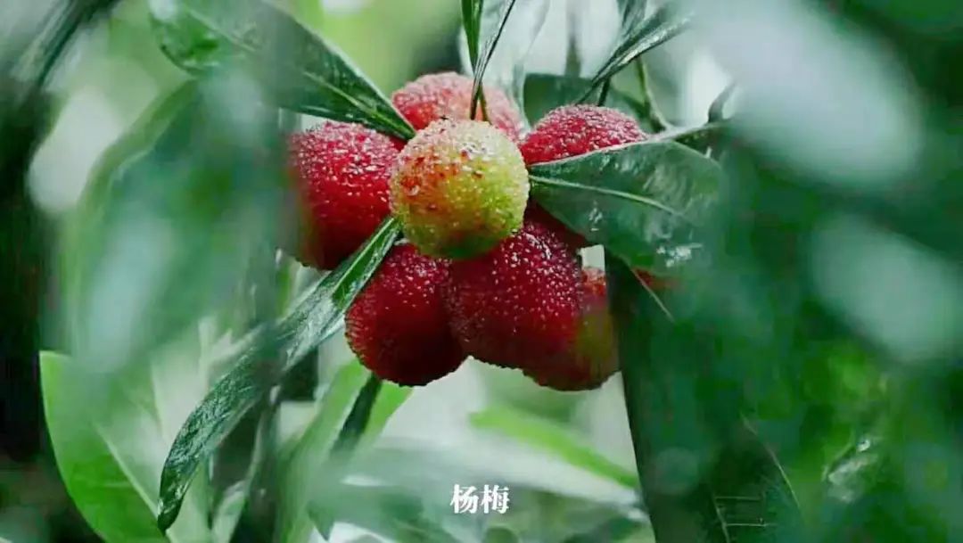 四季苏州|初夏“梅”好相遇，来西山度过酸酸甜甜的一天