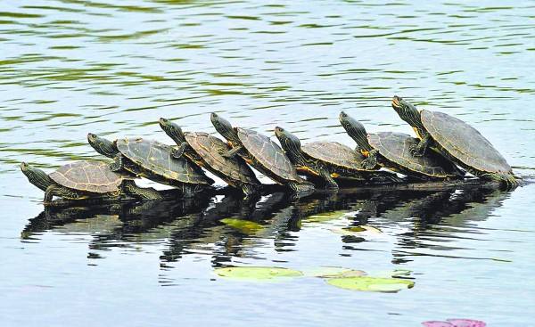 养龟的十大忌讳和禁忌,饲养龟的十大忌讳