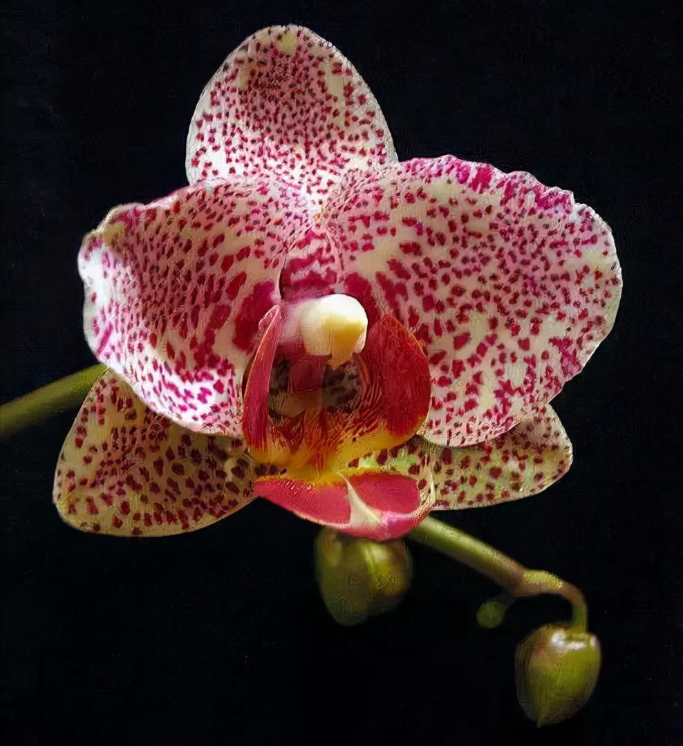 看芦头辨兰花种类,野生兰花种类图片