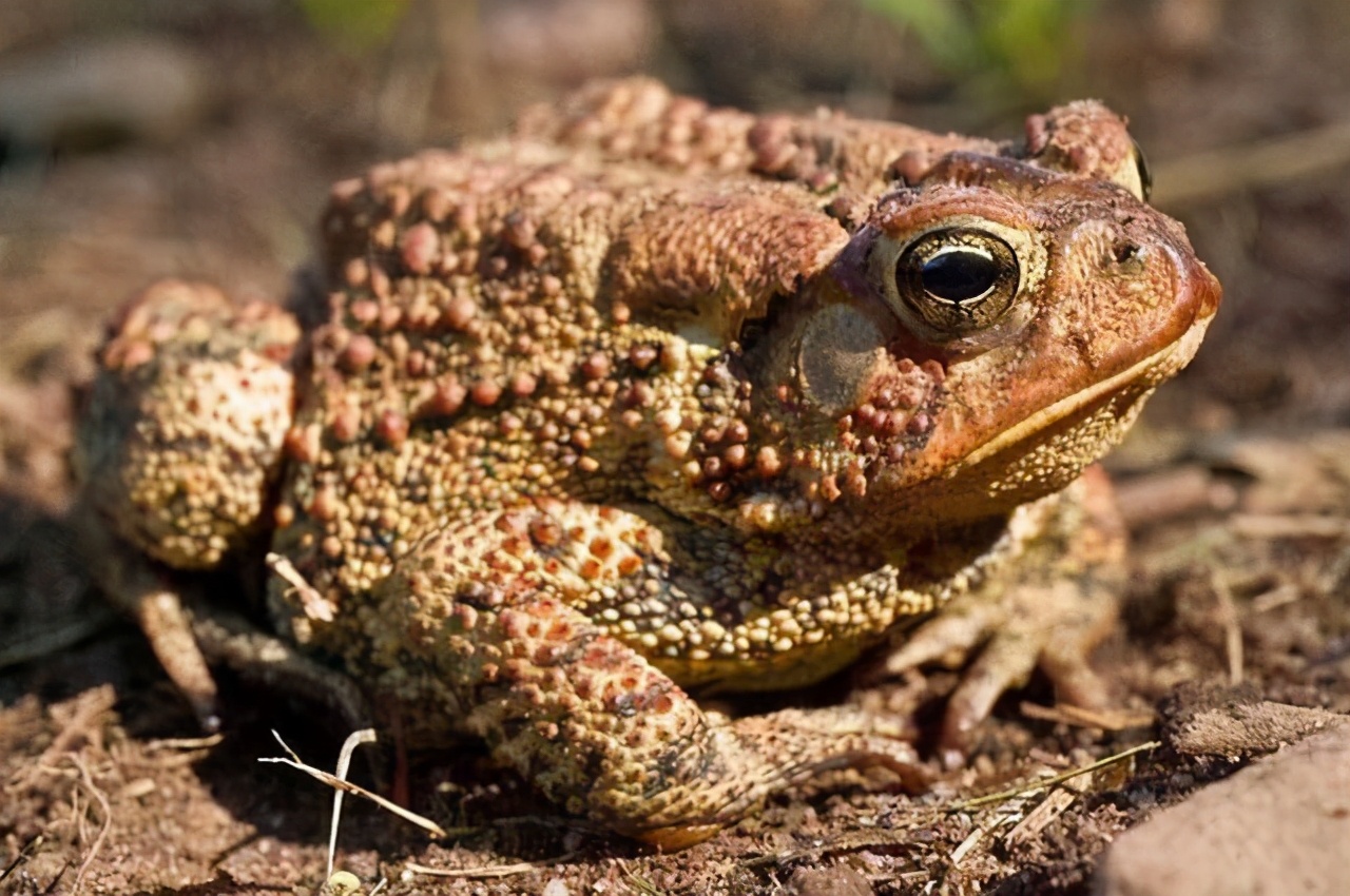 真正的癞蛤蟆是什么样子的,小时候常见的癞蛤蟆