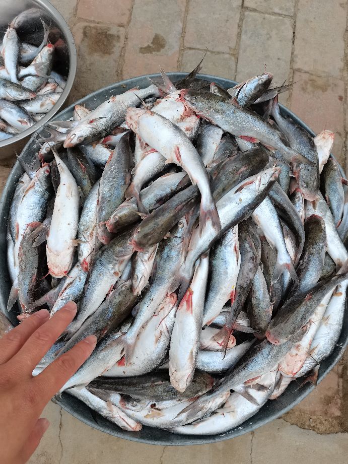 包网捕鱼到底要怎么样，答案在这里。