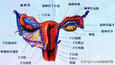 经常生闷气怎么做瑜伽,对子宫卵巢有帮助的瑜伽动作