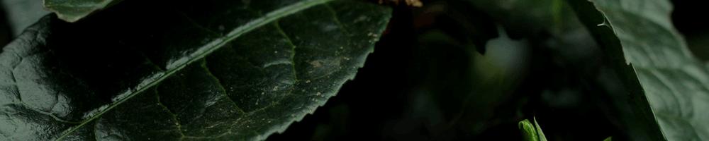 冬至喝适合自己的茶,冬至后每天喝什么茶好一点