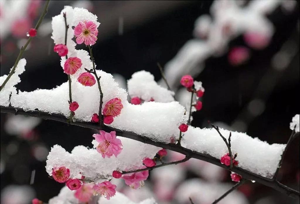 疫情期间农场经营的建议,疫情下农场经营