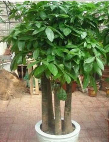 买的发财树的土很板结如何改善,发财树盆土板结怎么处理