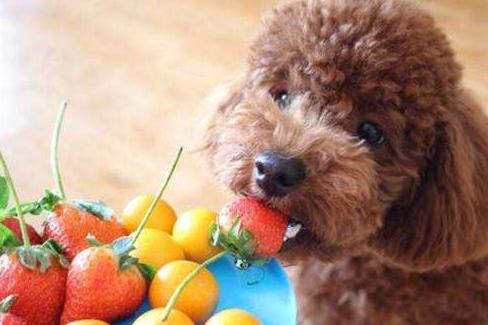 养泰迪犬是我这辈子最不后悔的事,饲养泰迪犬要记住7件事