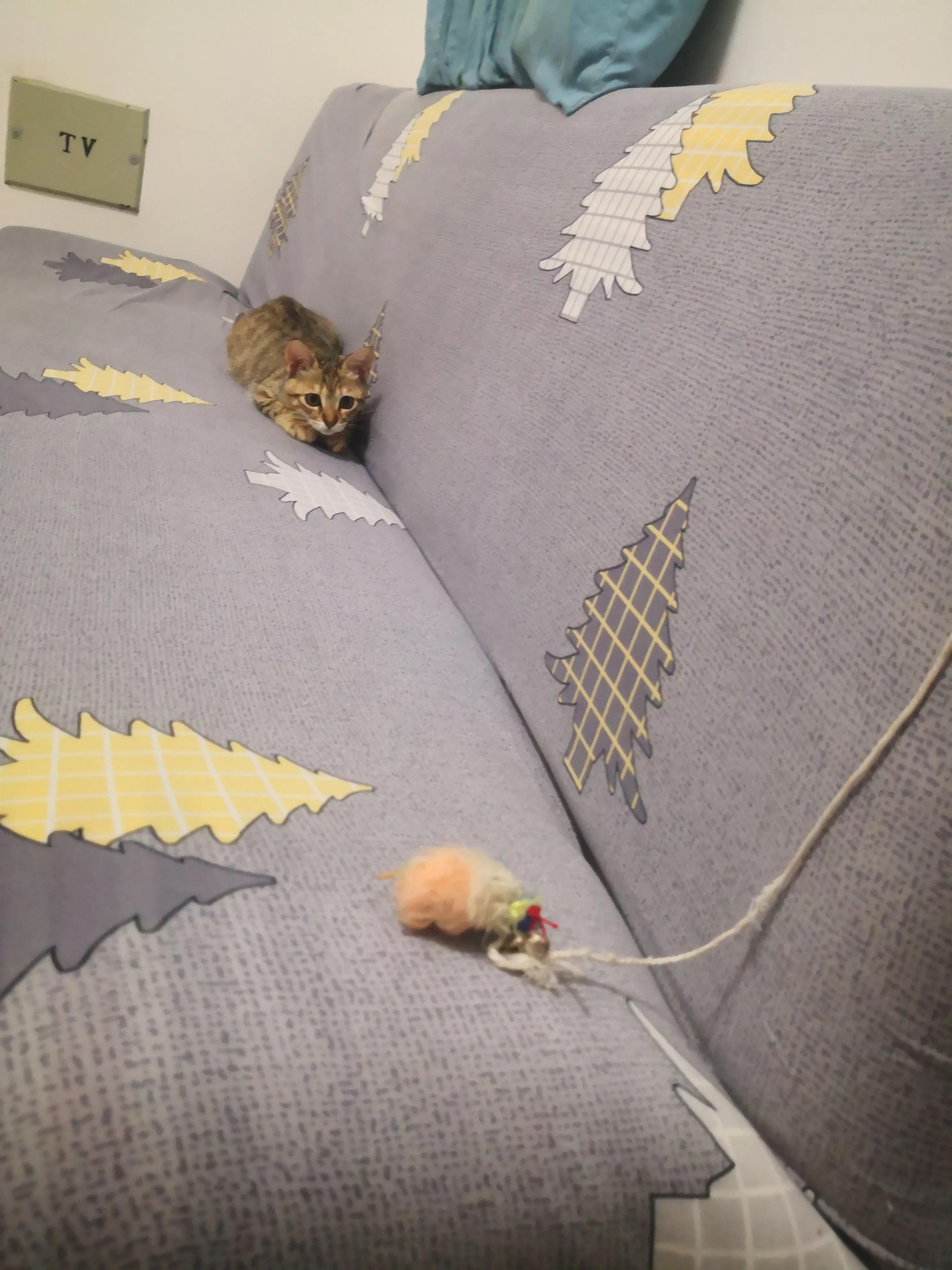 养猫洗澡需要注意的事项,养猫咪新手入门必知怎么给猫洗澡