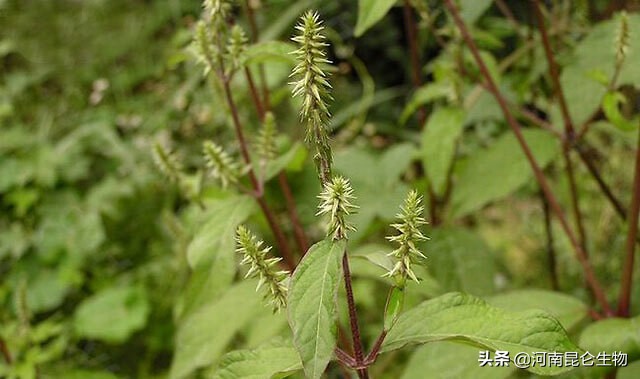 种植药材牛膝打什么药,牛膝种植用什么农药效果好