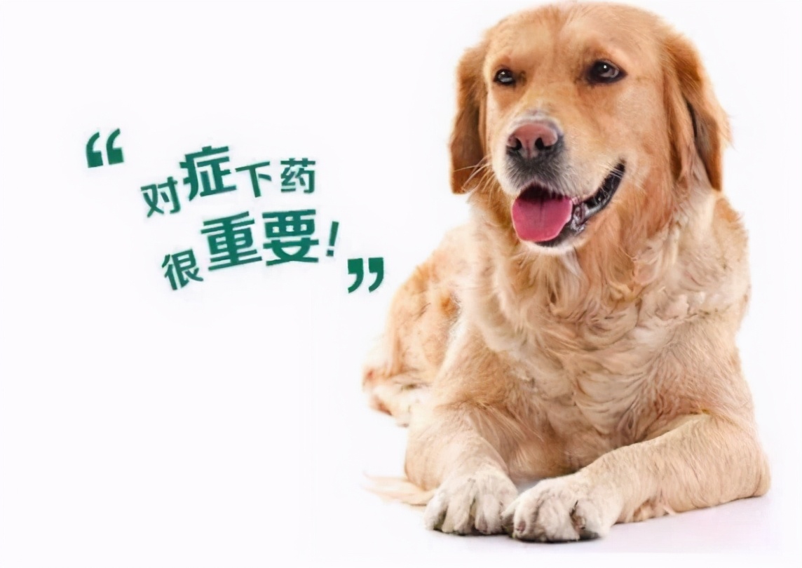 狗狗身体有虫哪几种表现,狗狗出现这六种症状