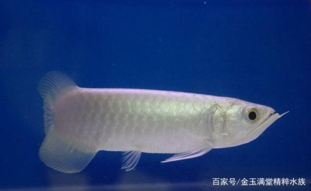 精品水族分享各种龙鱼,小毳