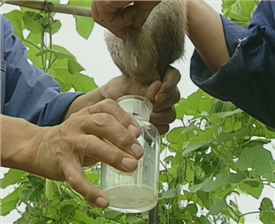 人工麝香化工材料,人工麝香的功效作用