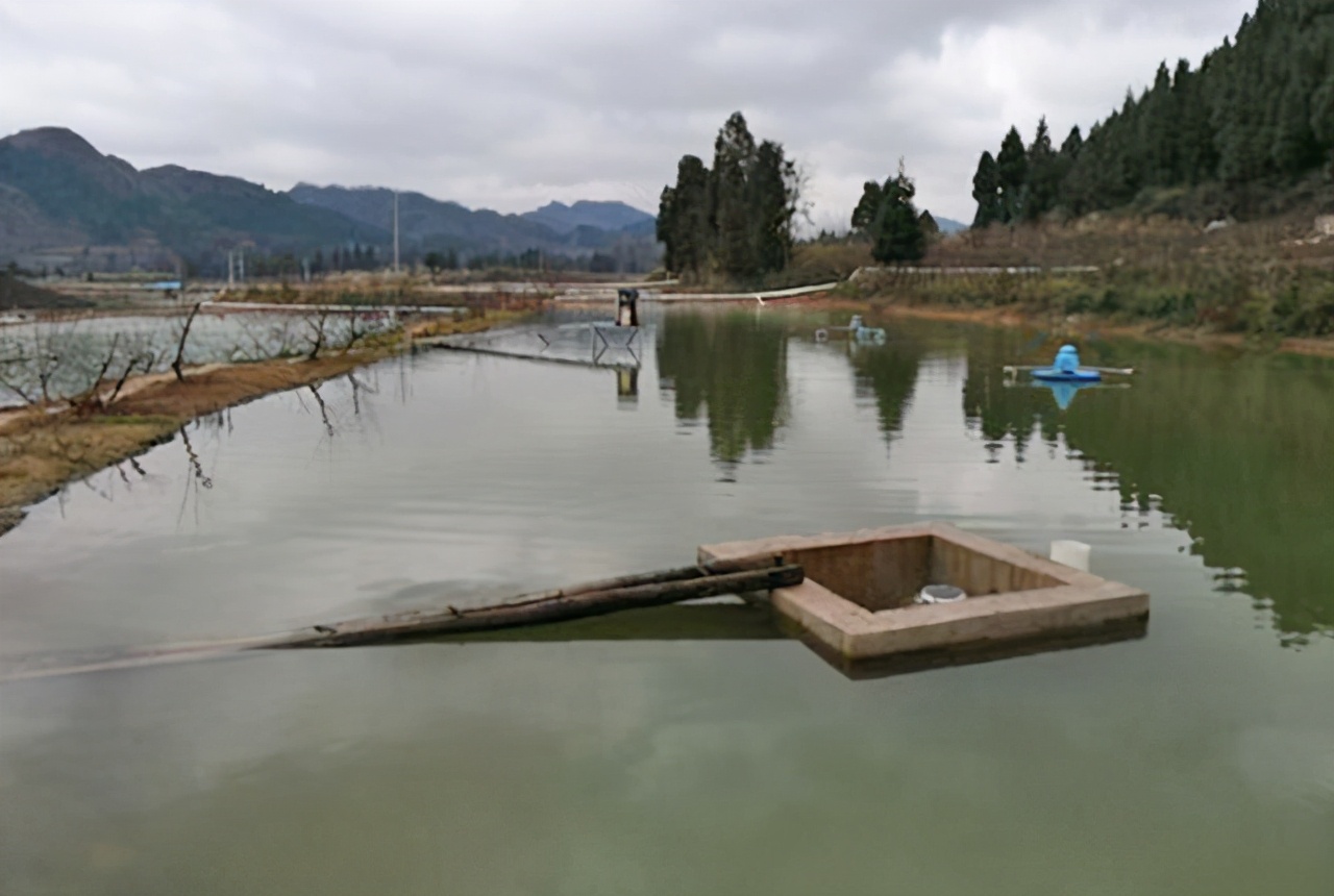 倒春寒螃蟹塘怎么办,低温寒潮鱼塘如何应对