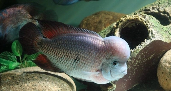 南美慈鲷,慈鲷有黑色的吗