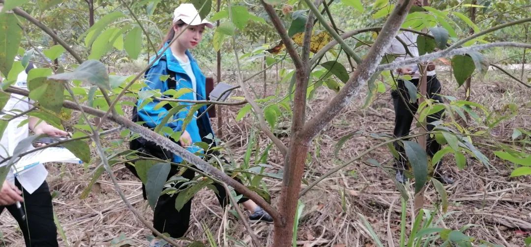 桉木虱防治效果,桉木虱危害部位