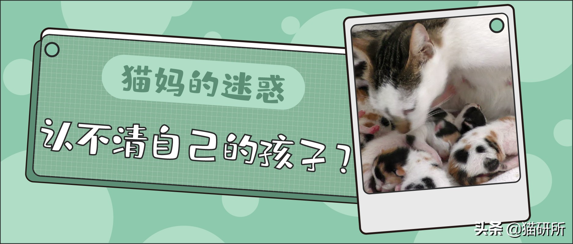 猫妈妈会认出长大的小猫吗,猫妈妈会认得长大后的孩子吗