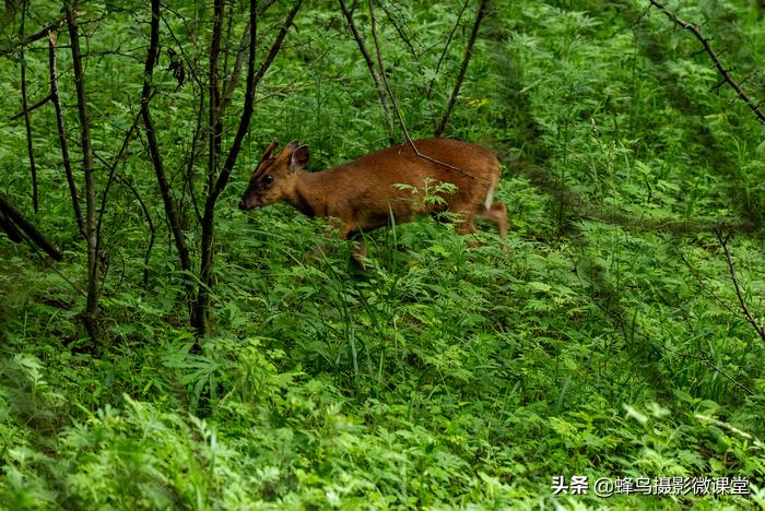 松下全画幅微单s1评测,松下s1全画幅微单拍摄视频