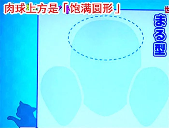 猫咪肉垫看性格,怎么从猫咪的肉垫判断猫咪的性格