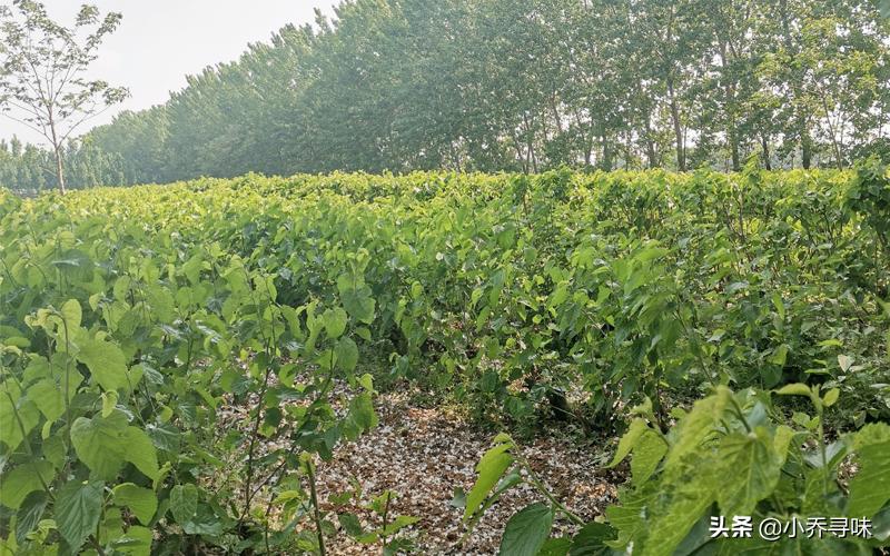 桑葚不加酒怎么酿酒,桑葚不放糖怎么泡酒最正确