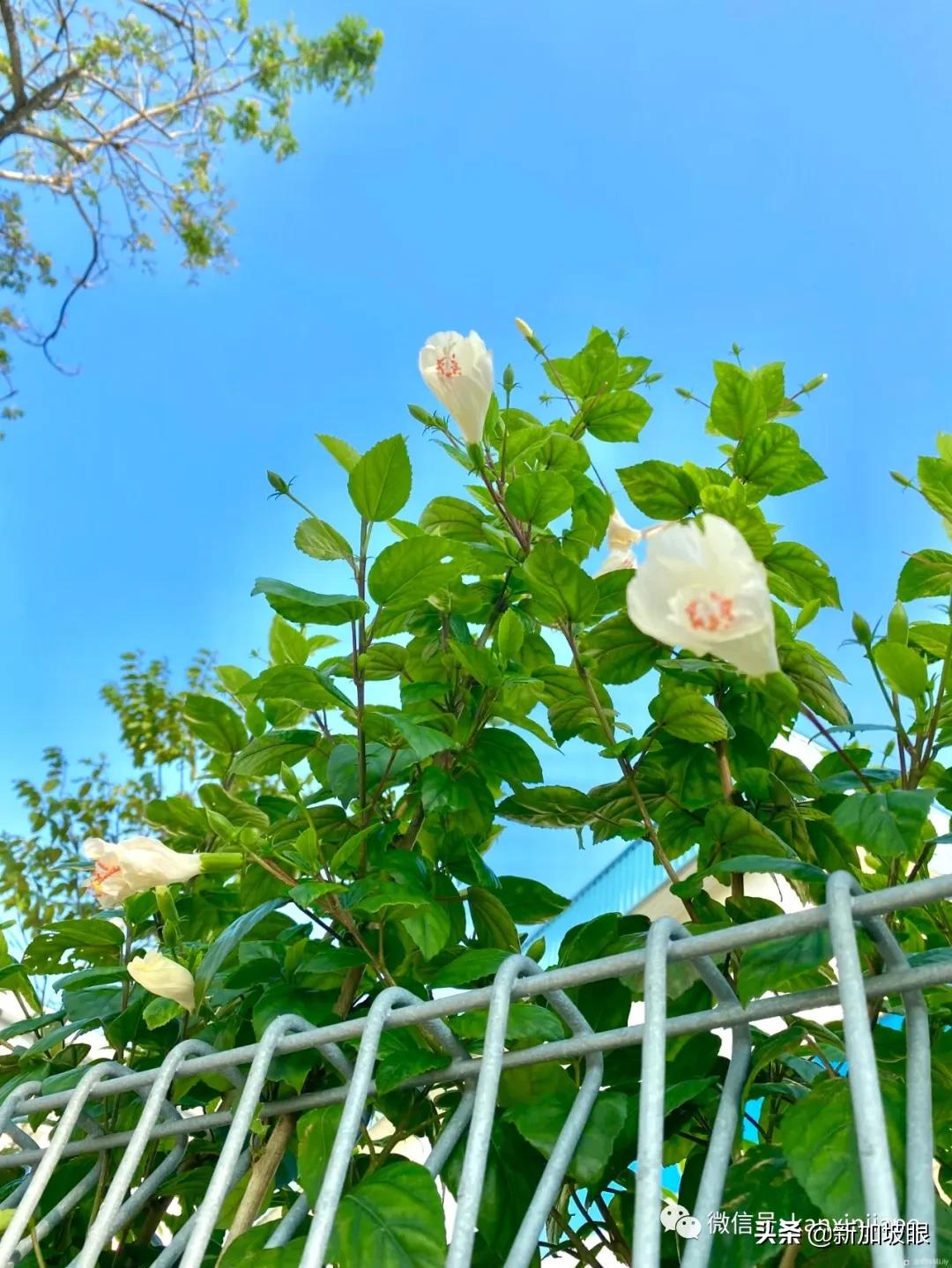 大红花和扶桑木槿有什么区别,木槿花和扶桑花哪个品种好