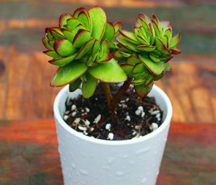 多肉火祭和天狗之舞区别,天狗之舞多肉夏天的样子