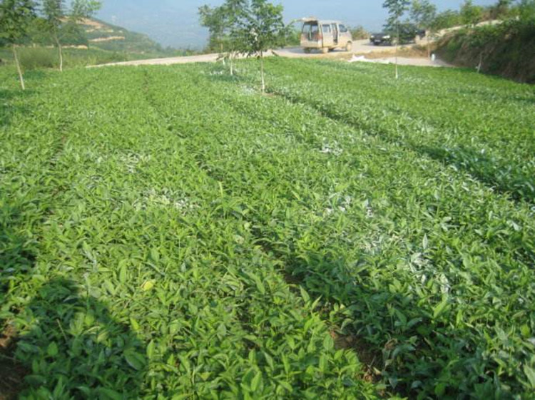 药材种植行情与价格 (今年药材行情预测)