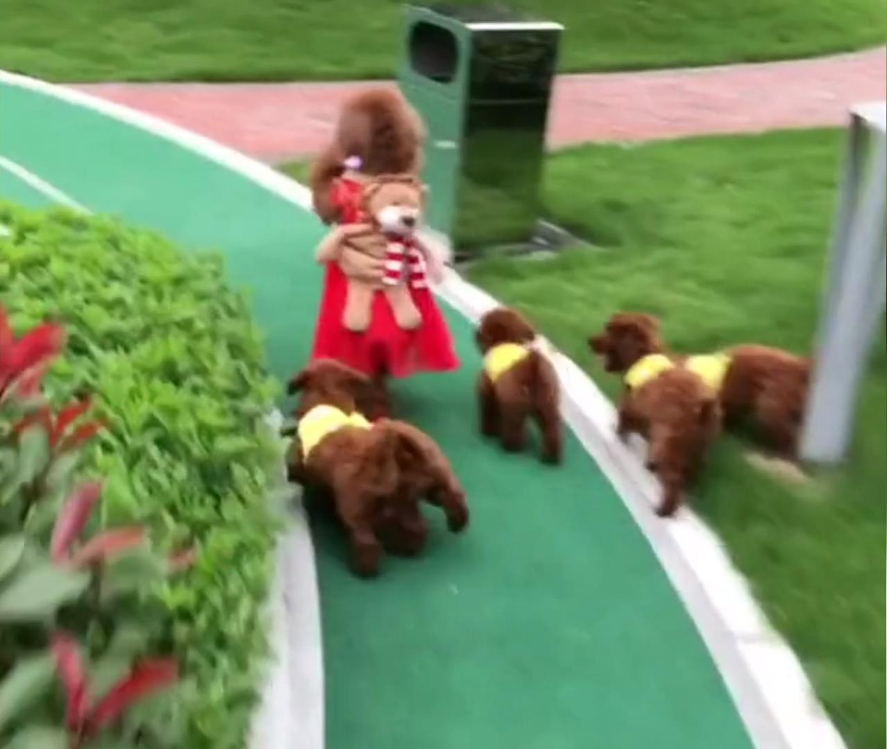 泰迪豆豆生活记录,泰迪狗狗豆豆爱旅行