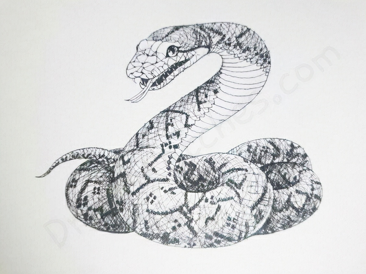 4米巨蟒吞袋鼠,巨蟒吞羊过程