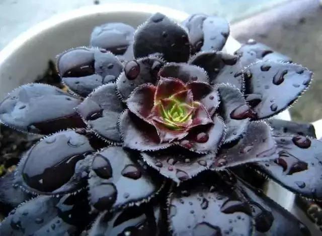 推荐轻松玩转100种常见多肉植物,700种多肉植物图鉴pdf百度云