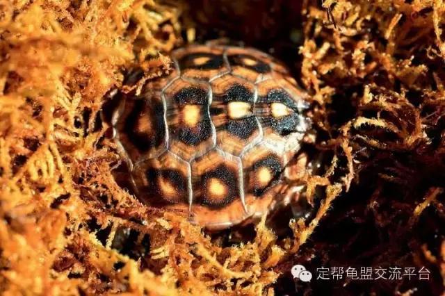 东部箱龟违法,东部龟饲养方法