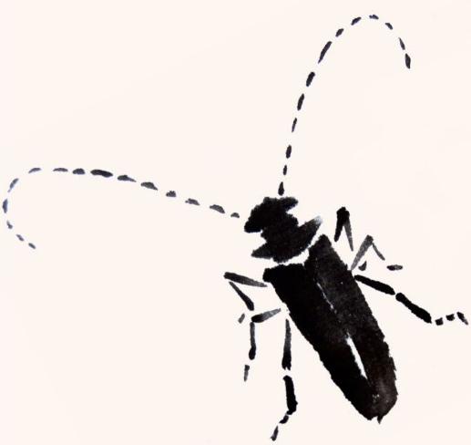 天牛写意画法步骤图,纯干货3分钟学画写意天牛和瓢虫