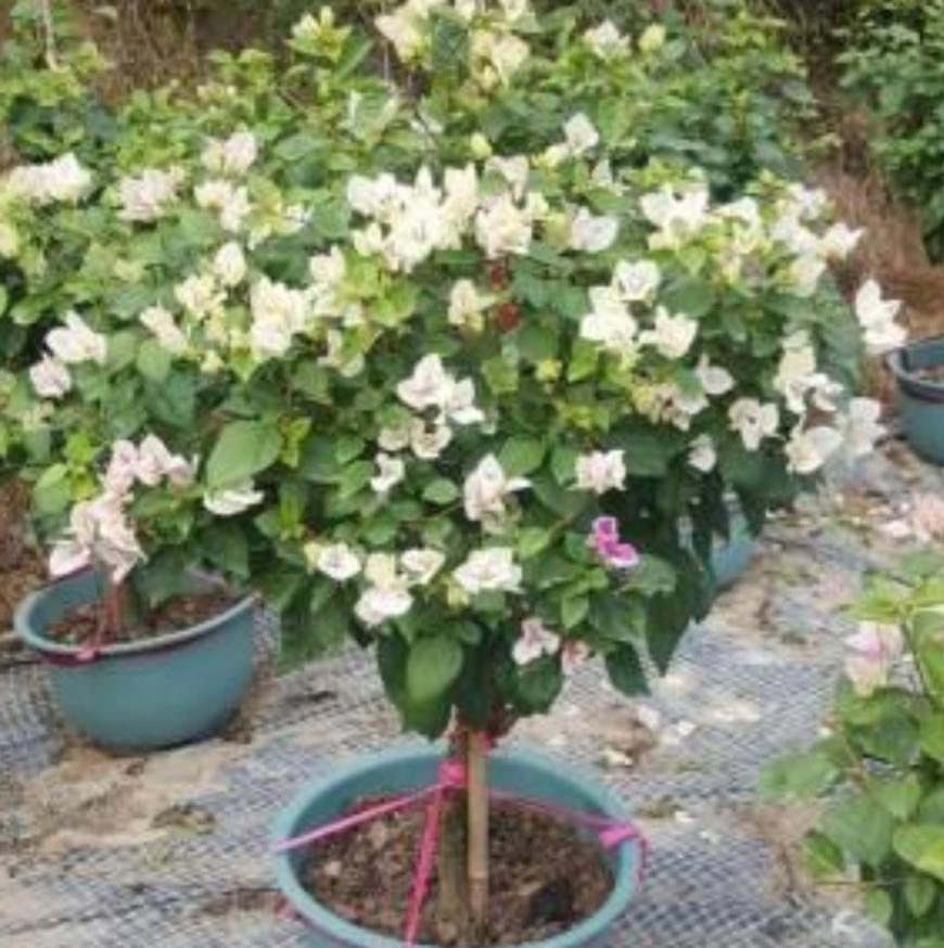 三角梅防止落花落叶,三角梅过冬如何保护