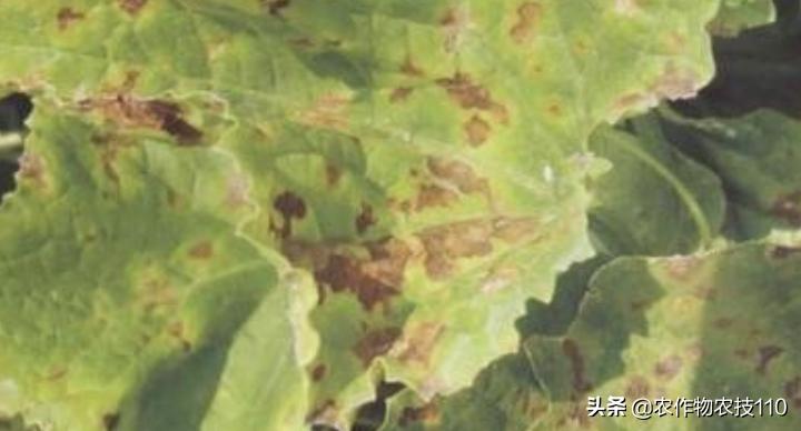 南瓜在种植过程中怎样预防病虫害,南瓜病虫害怎样防治效果好