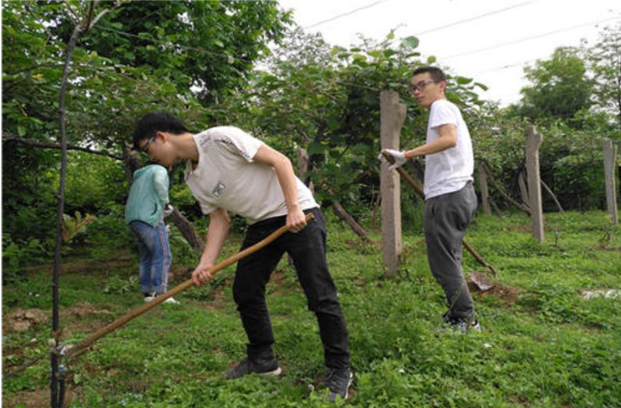 果园用除草剂的危害,果园禁用草甘膦