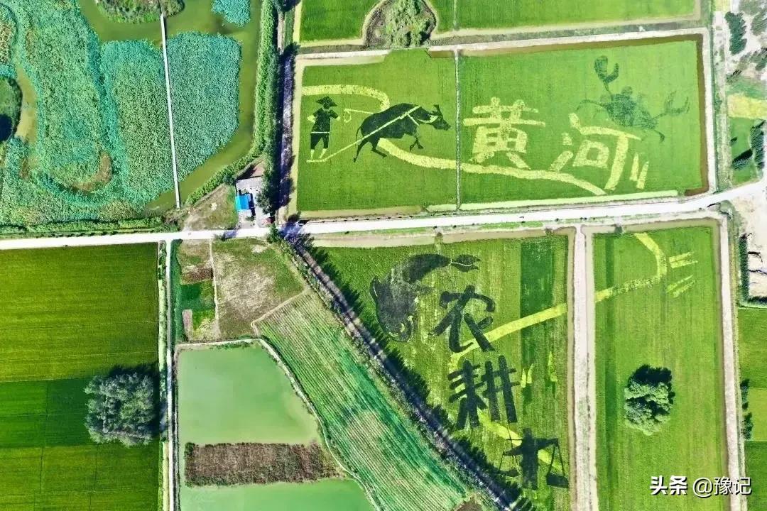 国内最大的中央厨房产业园,为啥会建在原阳?|豫记