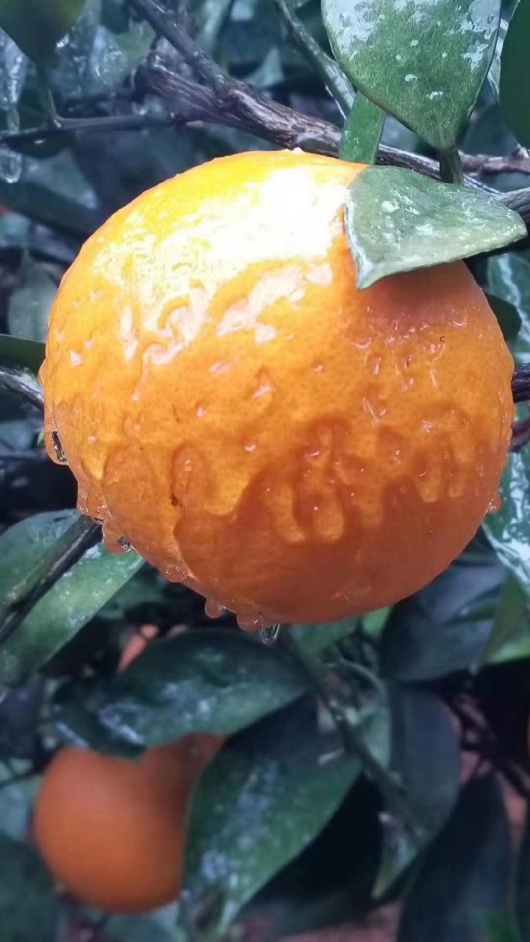 柑橘产区冻后恢复,2020年今日柑橘霜冻情况