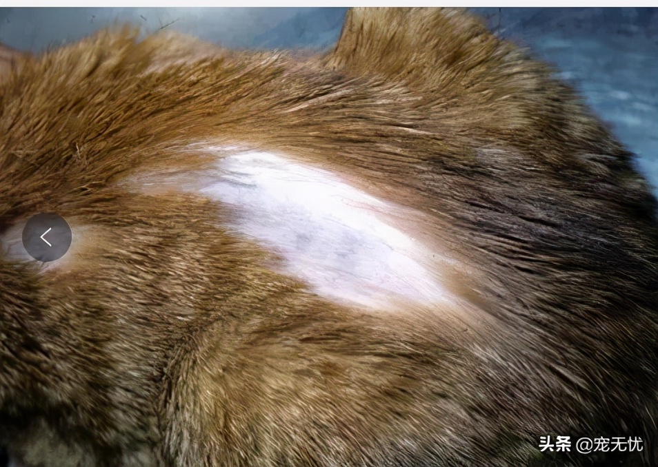 猫咪感染癣,猫咪感染猫癣怎么办