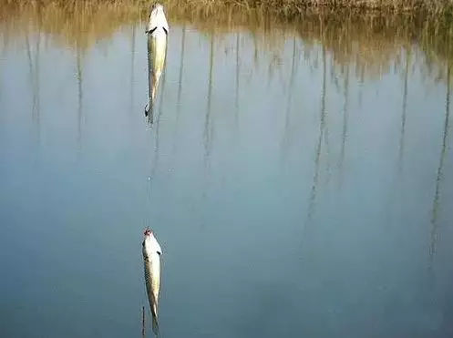 冬天串钩钓鲫鱼用什么钩最好,串钩冬天钓大鲤鱼