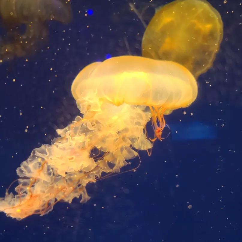 抚顺海洋极地馆亲子攻略,抚顺皇家极地海洋世界亲子游