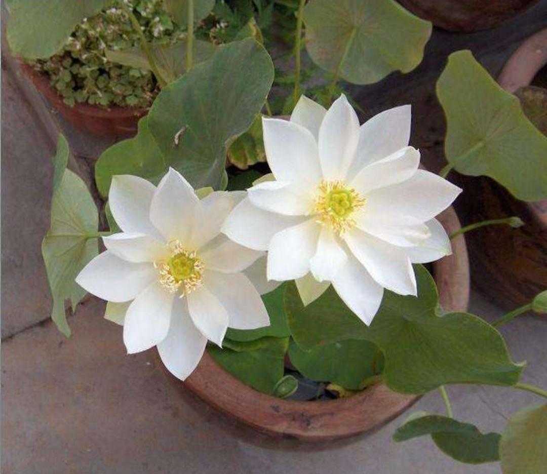 碗莲水培植物,碗莲植物