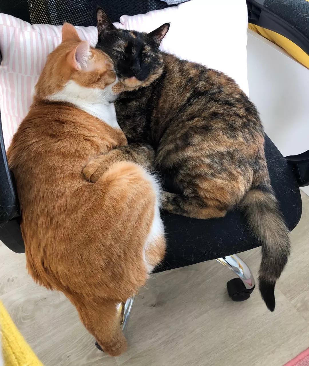 两只猫感情好不亲主人,两只猫感情好