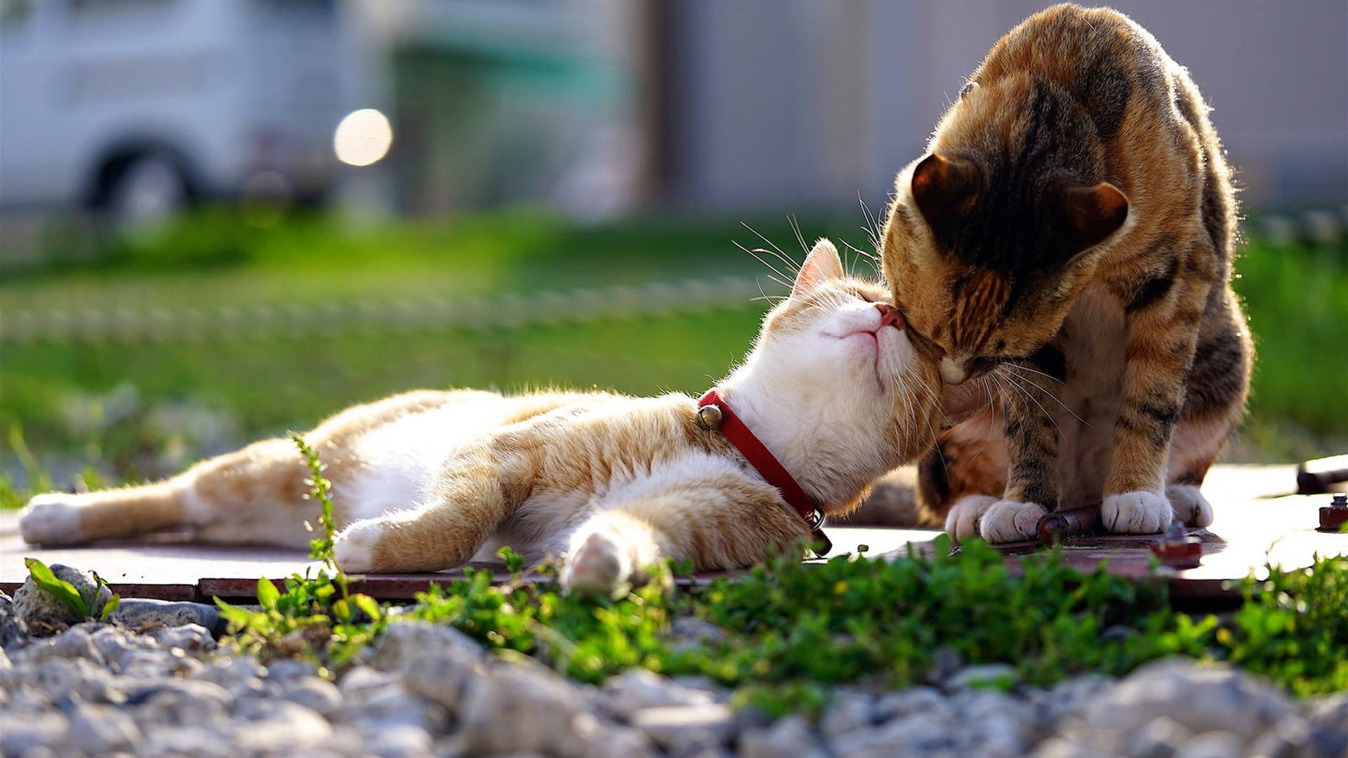 崩溃!猫咪吃「小强」会有危险吗?注意别做一件事