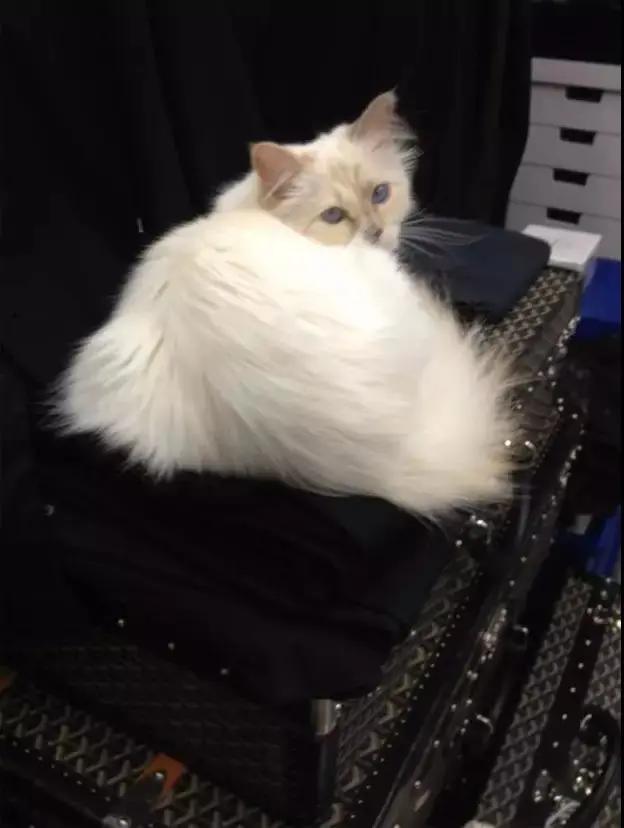 用“沉默”代言的rapper时尚爱物，“人间种草机”王菲超爱背的包