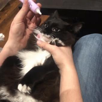 铲屎官们怎么清理狗狗的粪便,铲屎官清洁猫耳朵