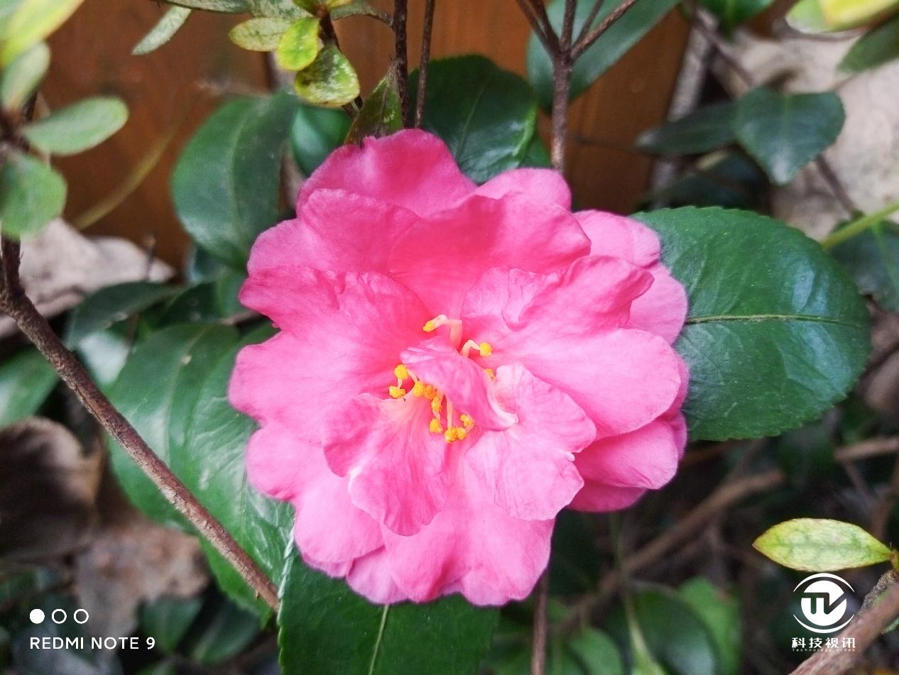 redmi性价比最高的1000左右手机,redminote9和note9pro哪个好